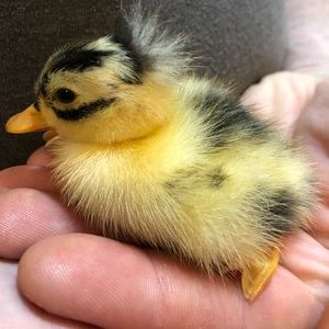 Meet your Posher, Keri